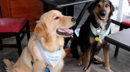 SITE-v1_Capacitação-gratuita-pet-friendly---APECC